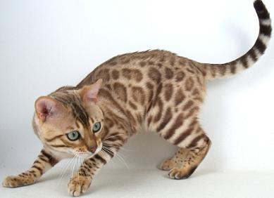 Snow Charcoal Bengal for sale near me